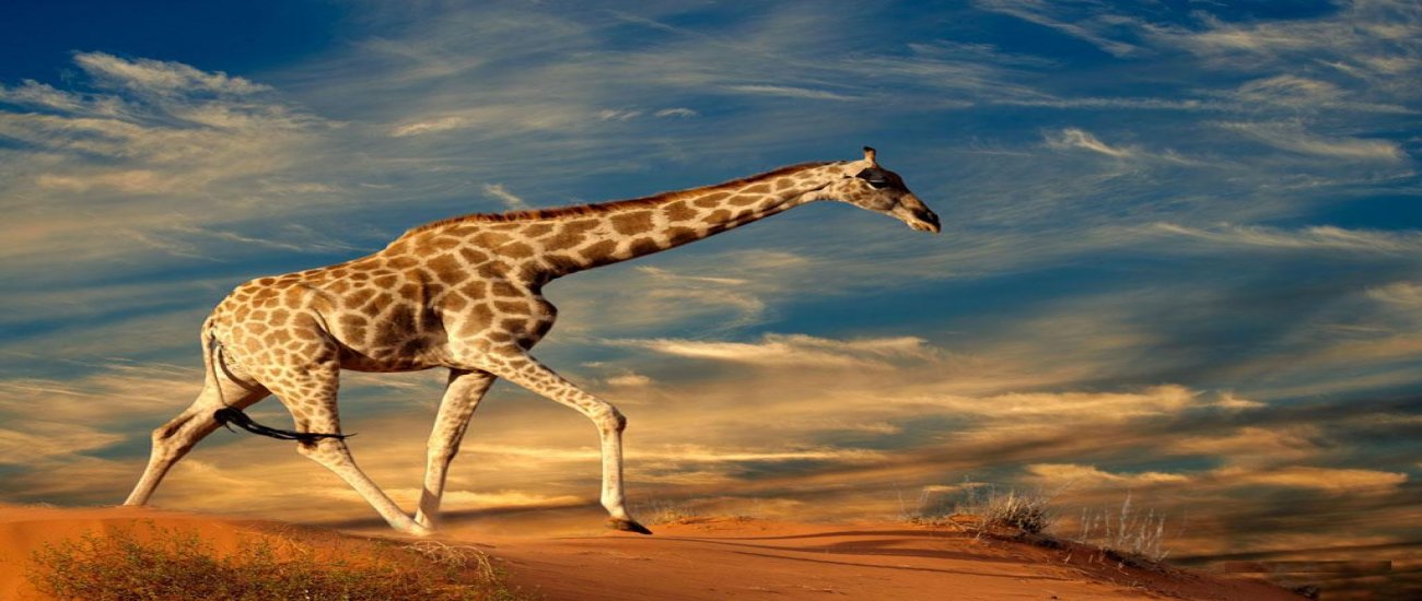 Animal